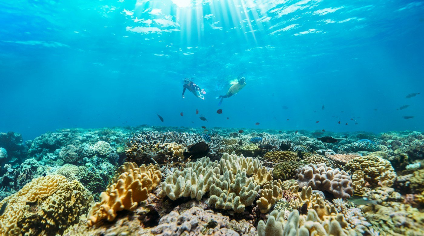 Snorkellers exploring coral and marine life at Agincourt Reef in Tropical North Queensland